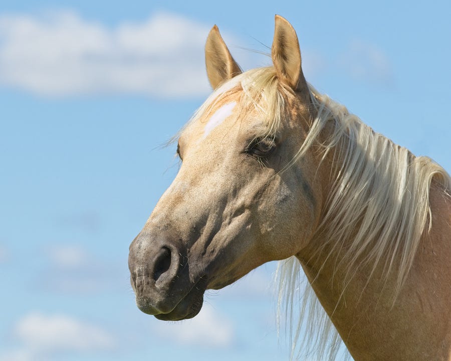 Beige horse head — named Flurry — with blue sky in the background Beige horse head — named Flurry — with blue sky in the background