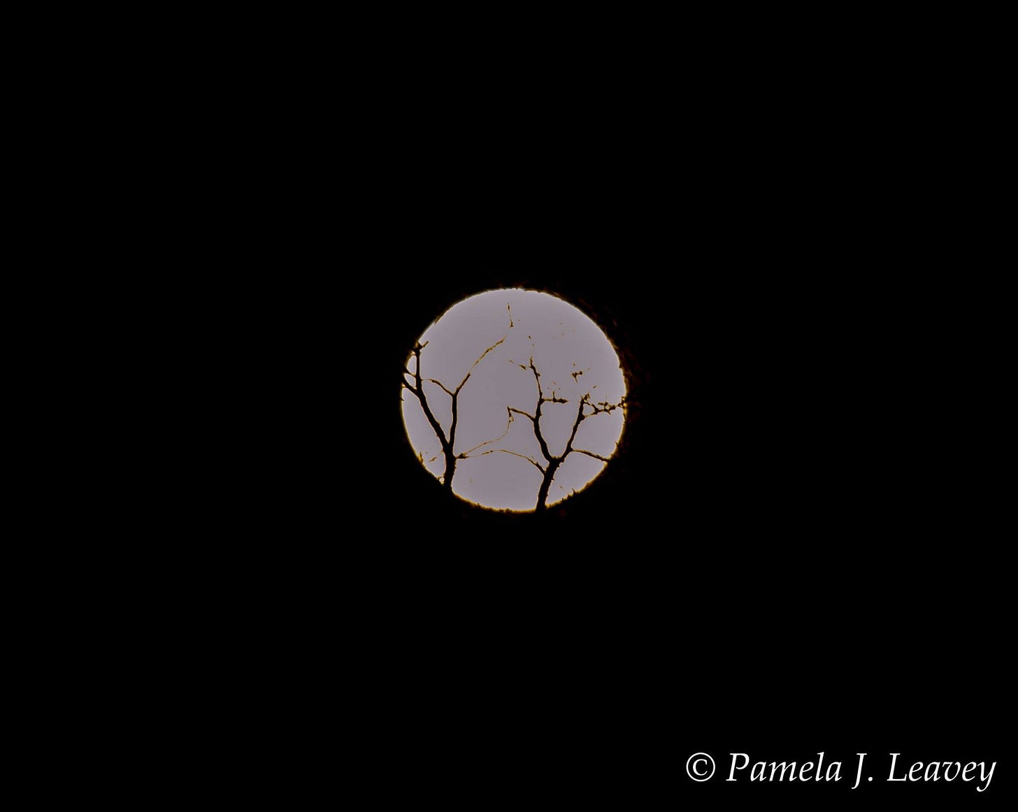 May be an image of eclipse and text that says 'Pamela J. Leavey'