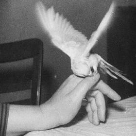 wounded bird