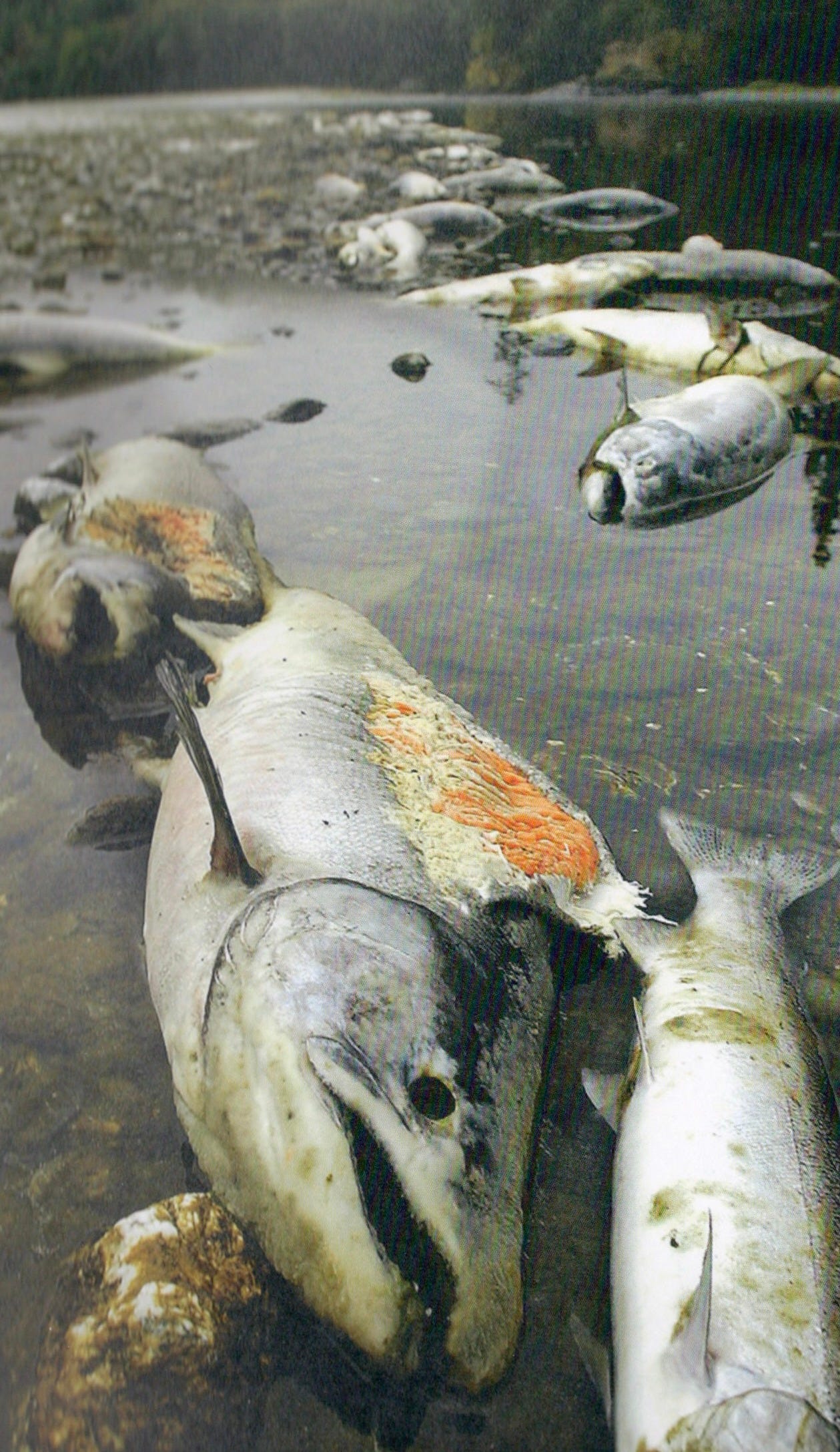 Undamming the Klamath