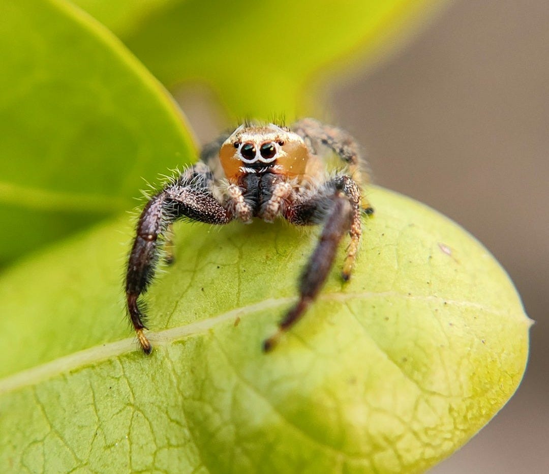a spider sitting on top of a green leaf a spider sitting on top of a green leaf