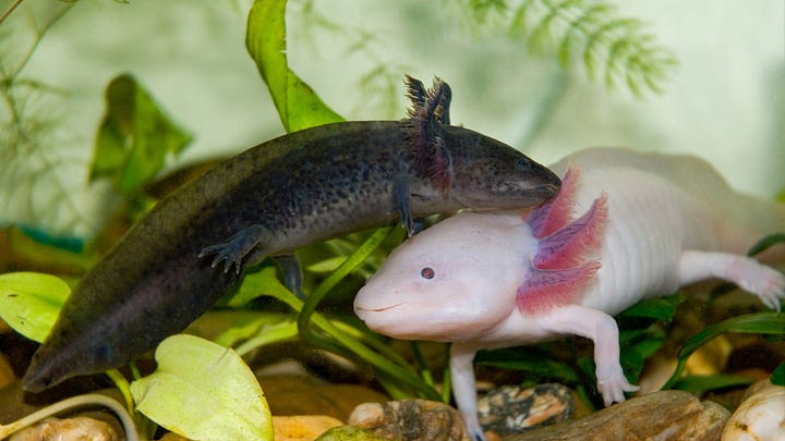 Why Are Axolotls So Cute? And Why Evolution Kept Them That Way