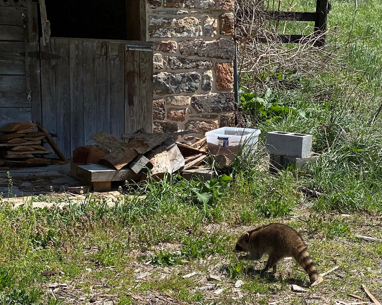 Racoon walking toward the barn