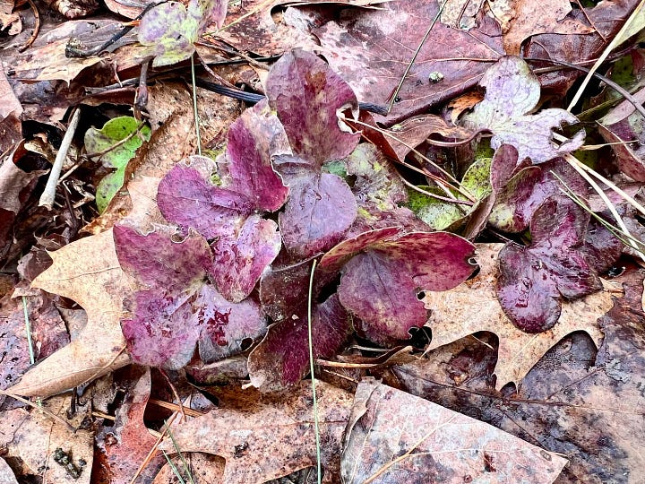 Dried deciduous leaves with some red leaves of hepatica growing through.