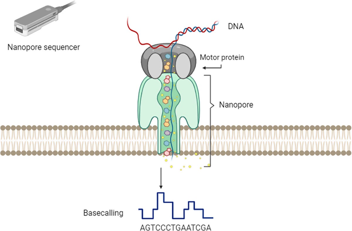 Shedding light on DNA methylation and its clinical implications: the impact  of long-read-based nanopore technology | Epigenetics & Chromatin | Full Text
