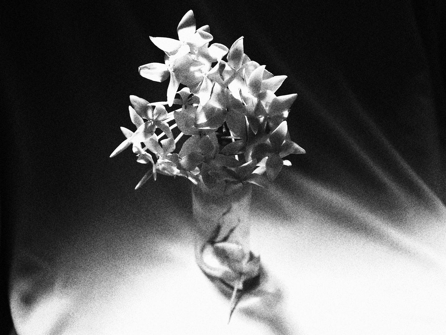 Fotografia. Imagem em preto e branco de um arranjo de flores, dispostas em um pequeno vaso de vidro cilíndrico. As flores têm quatro pétalas cada, lembrando pequenas estrelas, e ocupam a parte superior do enquadramento, agrupadas com volume. A iluminação lateral cria contrastes marcantes entre luz e sombra, destacando o relevo das pétalas e lançando sombras suaves sobre a superfície branca abaixo. O fundo escuro e desfocado contribui para uma atmosfera poética, com faixas de luz que se dissolvem gradualmente.