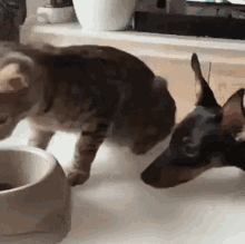 Cat Cat Food GIF - Cat Cat Food Dog - Discover & Share GIFs