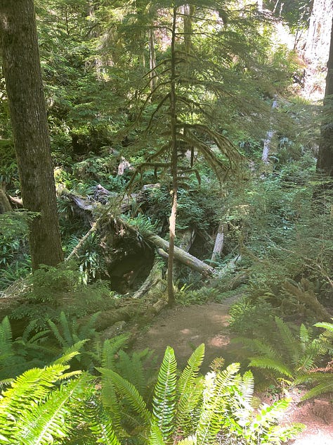 Doerner Fir