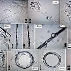 Death Shot: Japanese Study Confirms Presence Of Self-Assembling ‘Worm-Like’ Nanotechnology In MRNA Vaccines