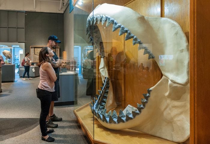 Florida Museum Megalodon