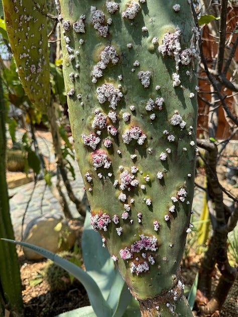 Nine photos displaying an array of cacti.
