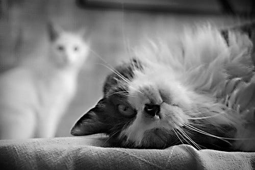 Cats Cats
