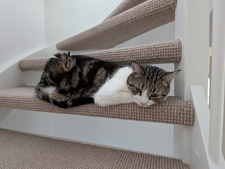 A gallery of pictures of a short-haired, grey mackerel tabby in varying states of relaxation and chill -- a close up, lounging outside, on the stairs, and in a cat tree. Always facing the camera, always into your soul. 