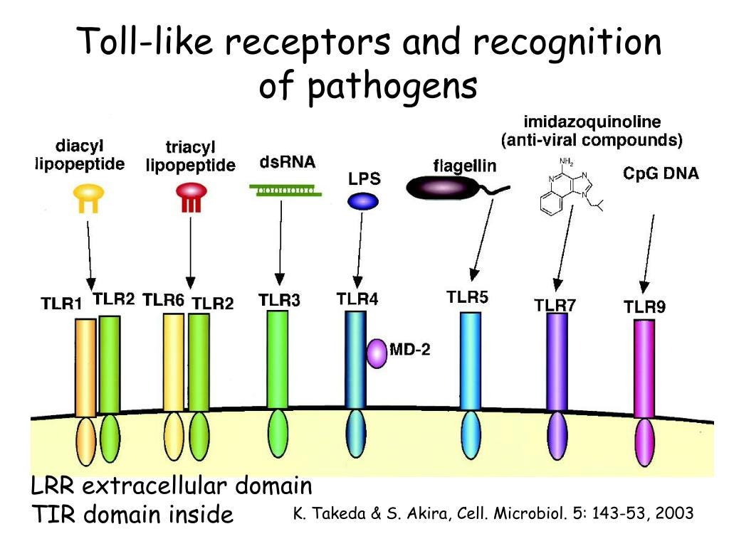 https://image.slideserve.com/525050/toll-like-receptors-and-recognition-of-pathogens-l.jpg