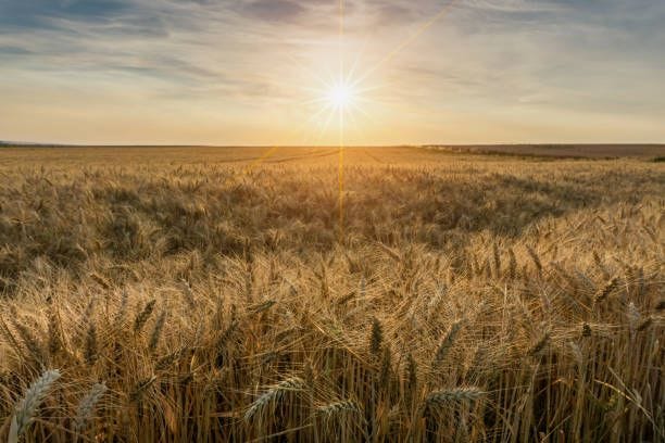 beautiful sunset over wheat field - wheat field stock pictures, royalty-free photos & images