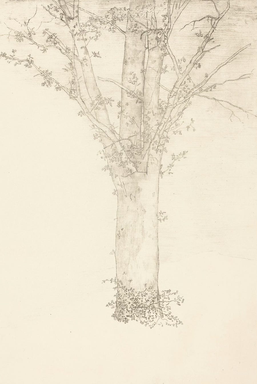 A minimalist lithograph by Odilon Redon showing a single tree with a straight trunk and thin branching limbs, rendered in fine, airy lines with sparse clusters of small leaves against a blank background.