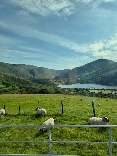 Farms, hedgerows, sheep