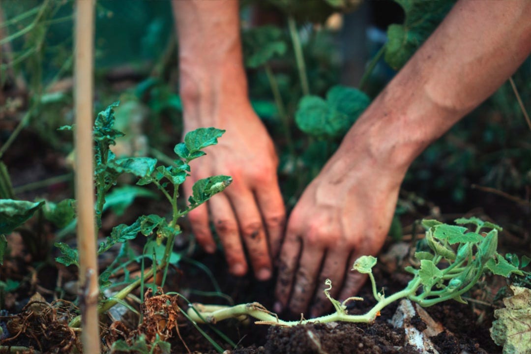 person holding green plant stem person holding green plant stem
