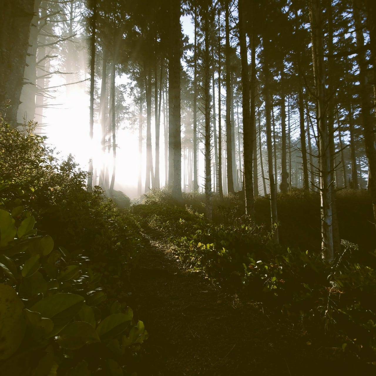 Melodies in the Mountains