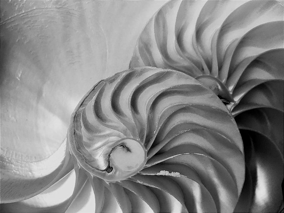 Seashell Geometry and the Shape of Memory