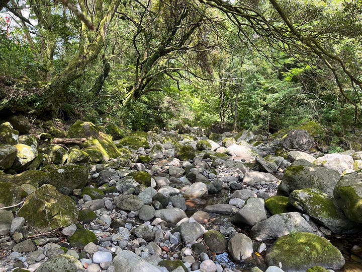 pictures of trees, rivers, fungus on trees