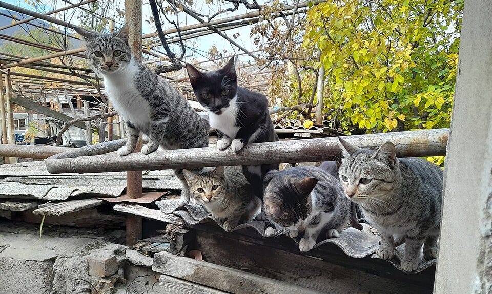 File:Cats in Gori, Georgia.jpg