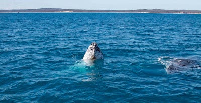 A seal in the water

AI-generated content may be incorrect.