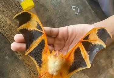 Species Spotlight: Going to Bat for Painted Woolly Bats ...