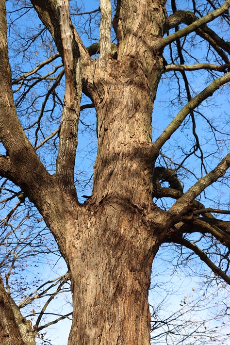 Old maples on borrowed time.