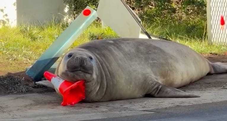 An enormous seal laying in the road next to a bent over parking bollard; his head is propped up on a traffic cone and he seems to be smiling