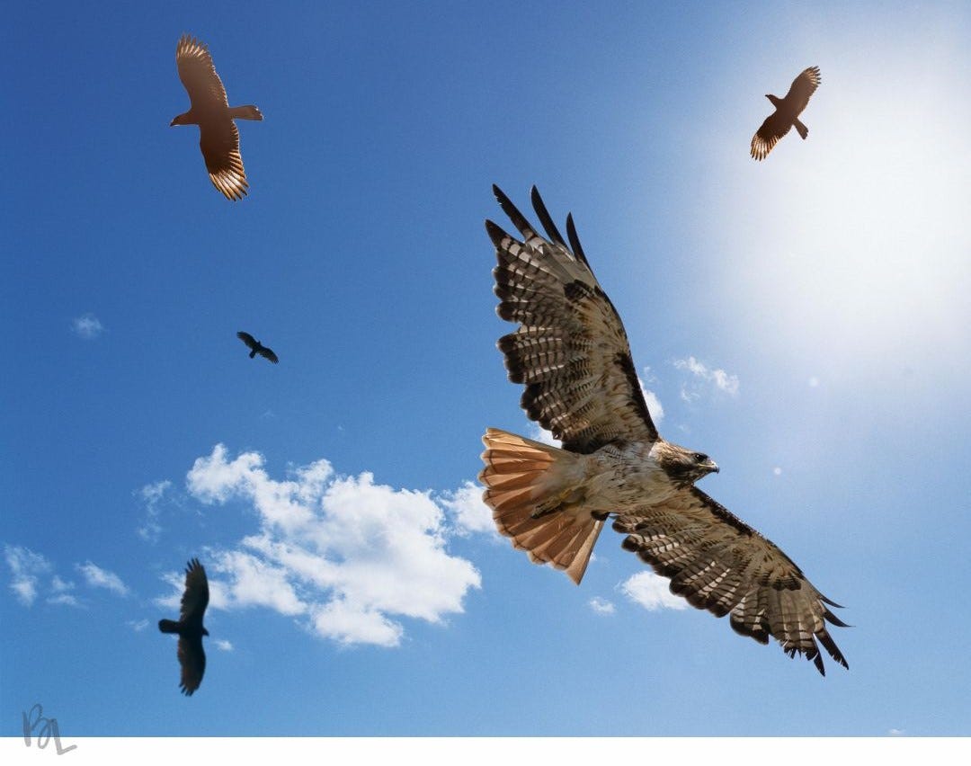 hawks catching thermals in the air flying together hawks catching thermals in the air flying together