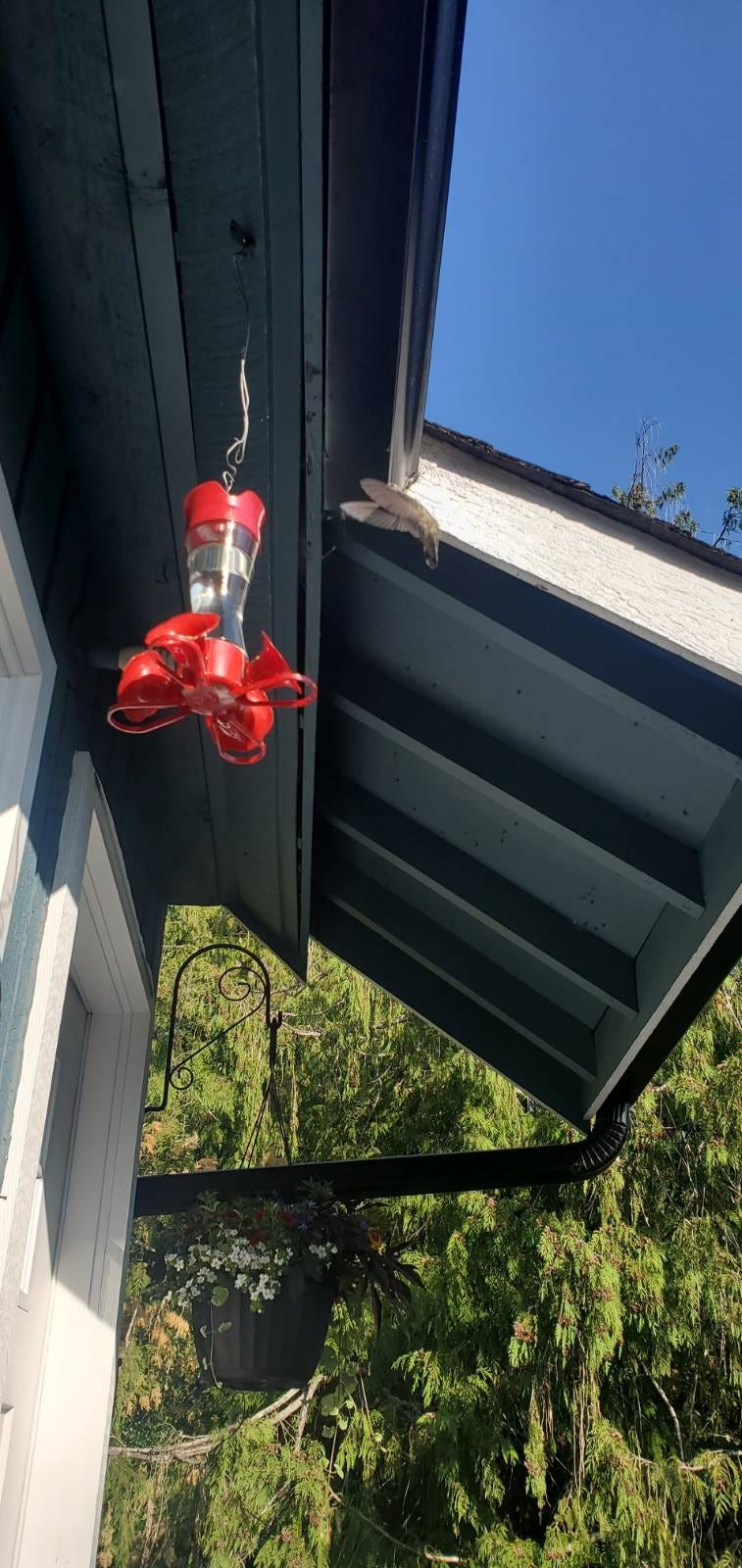 Wings of a hummingbird