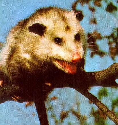 possum possum