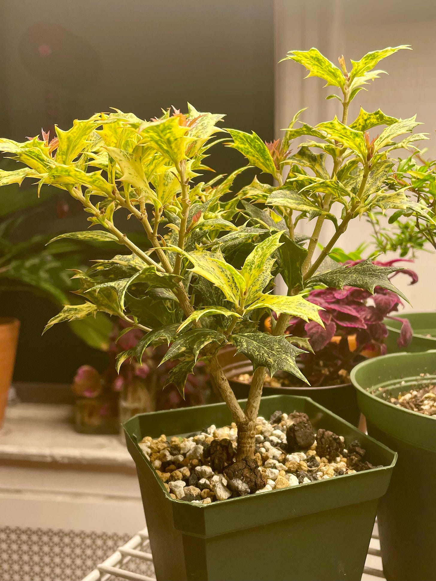 ID: Photo of my osmanthus heterophyllus tree indoors