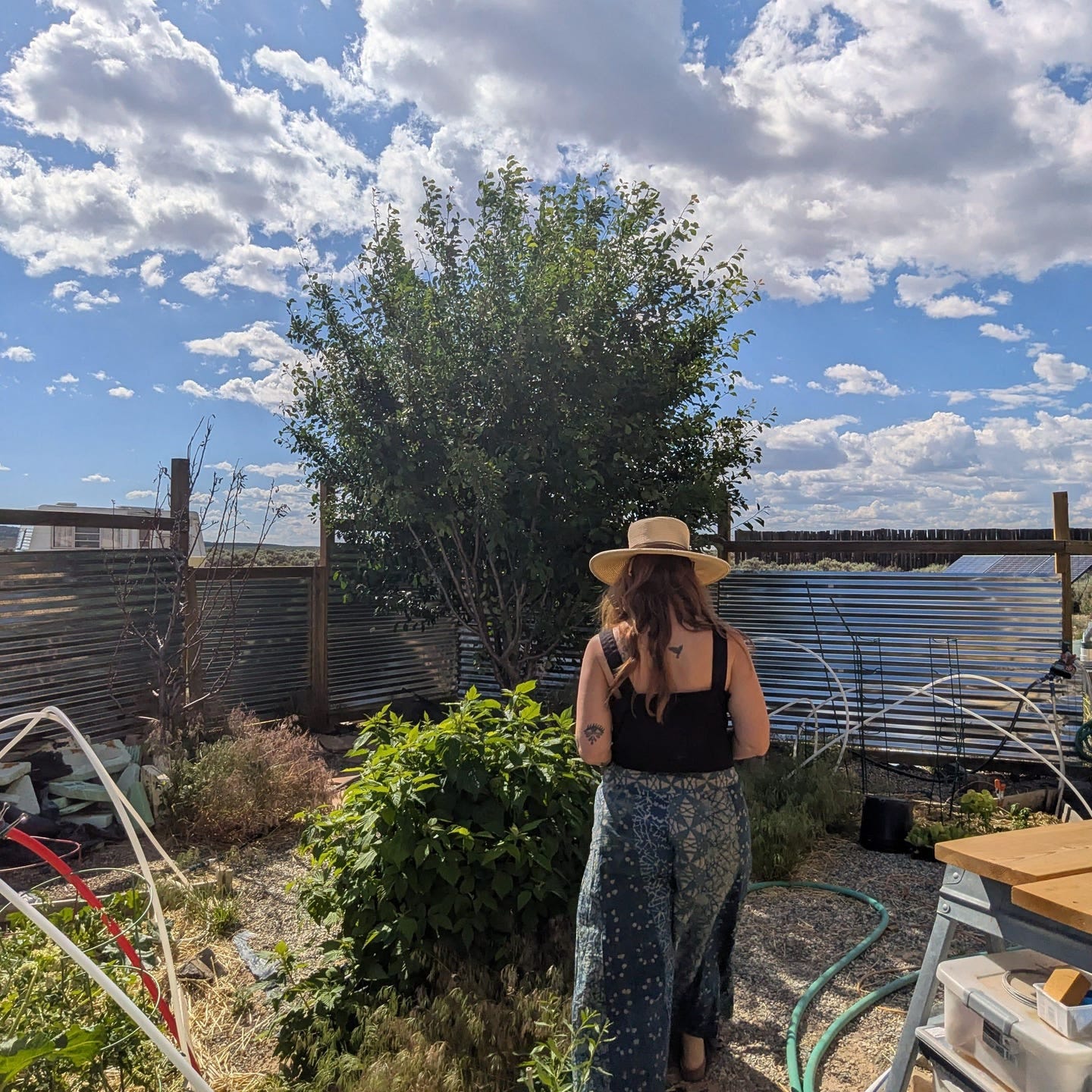 garden and fruit trees and shrubs fed by grey water