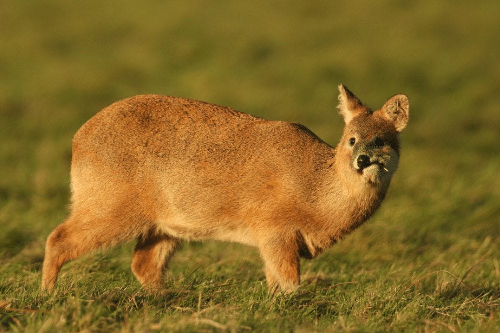 A water deer in profile, gazing toward the camera with one side of its lip pulled into its mouth and only one tusk on display. It looks ridiculous.