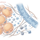 Lipedema, Cell Communication, and Tiny Messengers