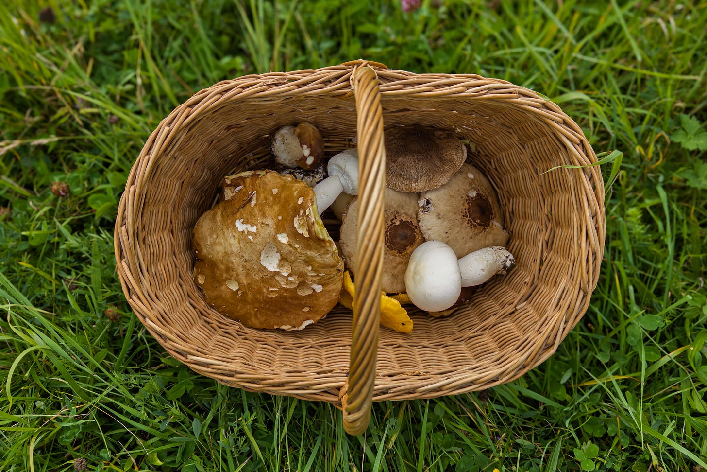 Geflochtener Pilzkorb auf einer Wiese, gefüllt mit einer bunten Auswahl essbarer Pilze: vorne ein grosser Steinpilz, daneben Champignons, Parasolpilze sowie ein Pfifferling. Geflochtener Pilzkorb auf einer Wiese, gefüllt mit einer bunten Auswahl essbarer Pilze: vorne ein grosser Steinpilz, daneben Champignons, Parasolpilze sowie ein Pfifferling.