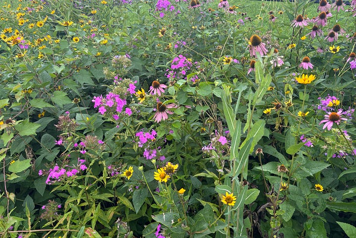 summer flowers: pink hydrangeas and yellow black-eyed susans