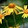 The Mountain Daisy's avatar