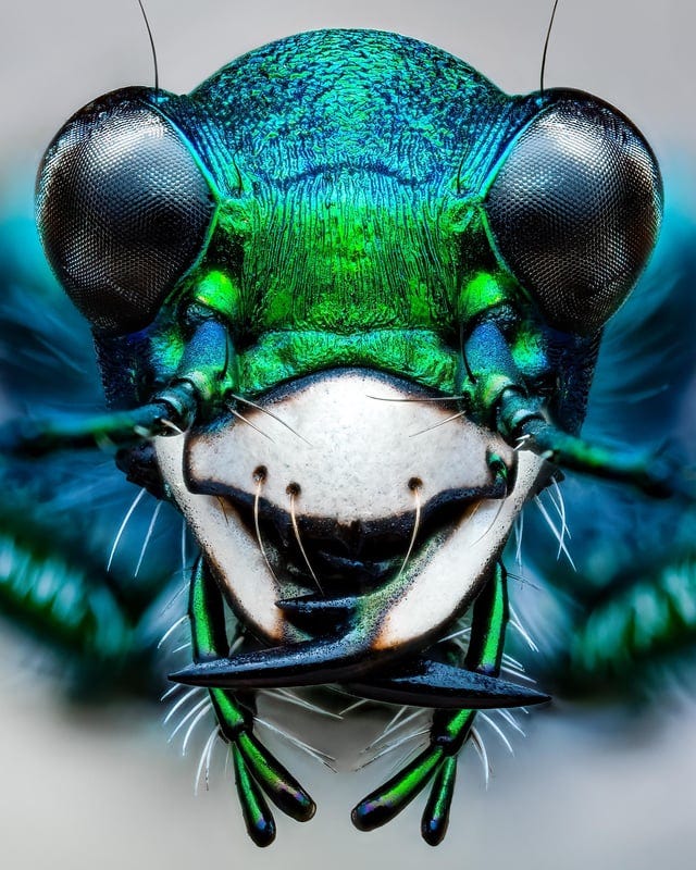r/Damnthatsinteresting - An album of some of my best macro photography work this year (insect and spider wildlife)