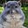 Buttertooth's avatar