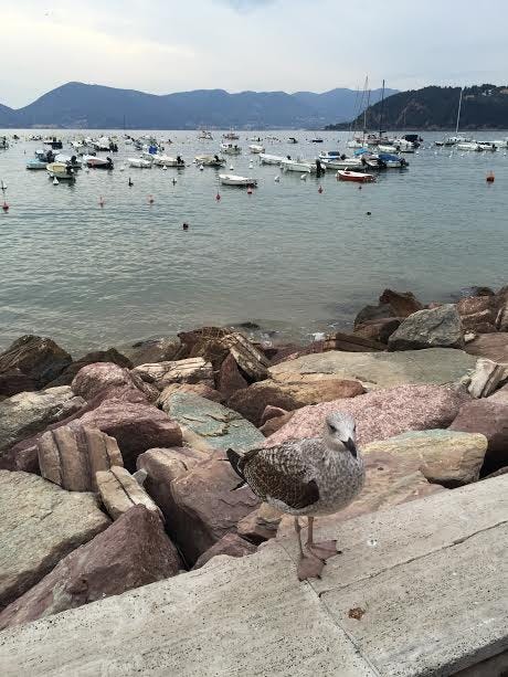 seagull at lerici seagull at lerici