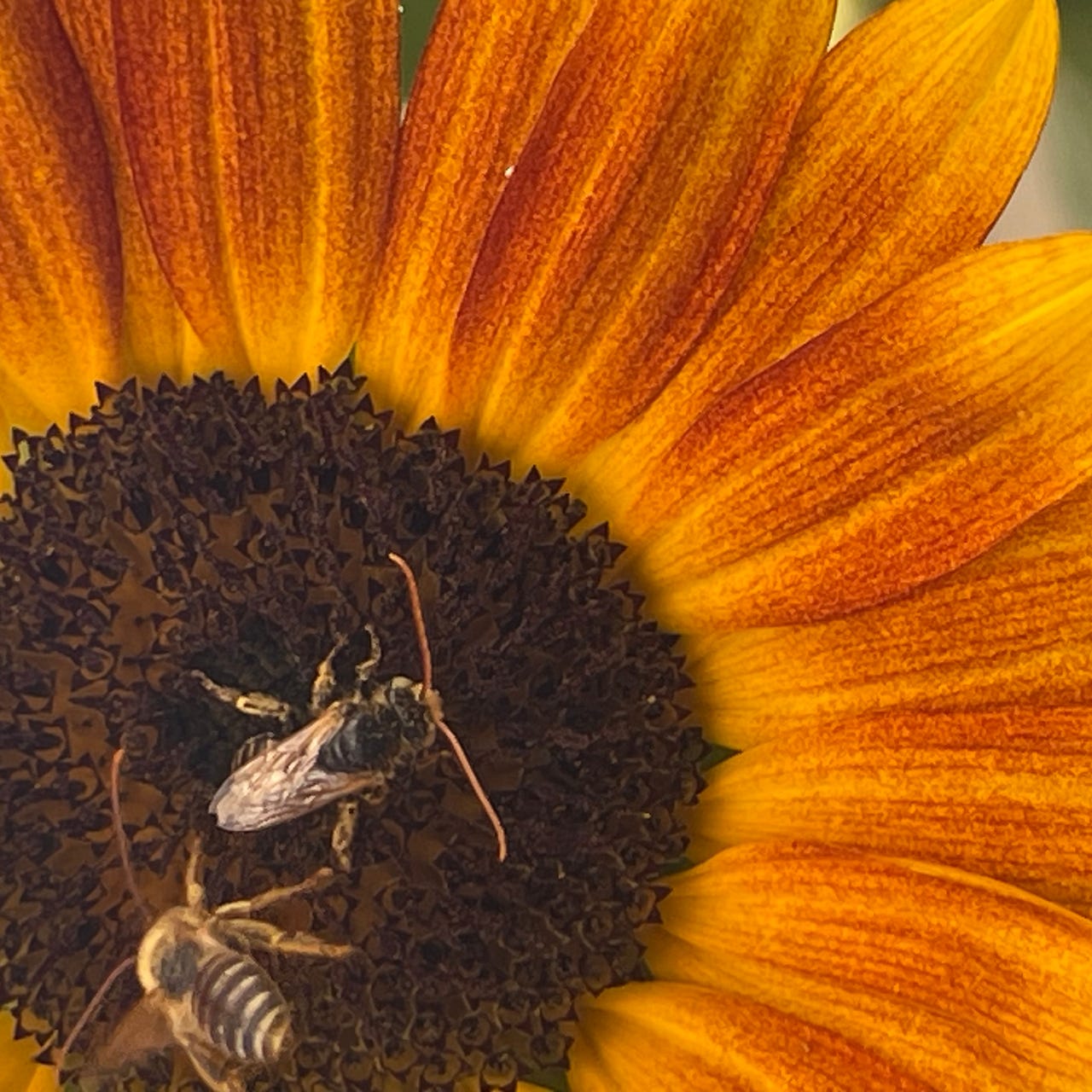 Weekly Environment + Climate News Recap