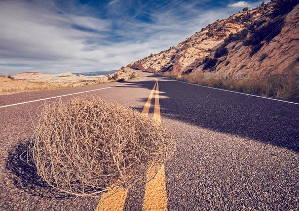Tumbleweed on a road. Stock Photo by Maciejbledowski | PhotoDune