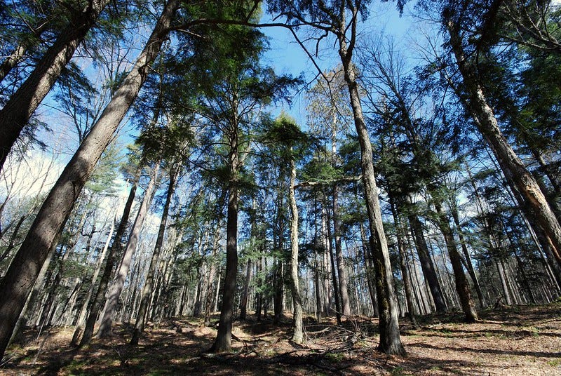 A stand of numerous pine trees under a blue sky with white clouds A stand of numerous pine trees under a blue sky with white clouds