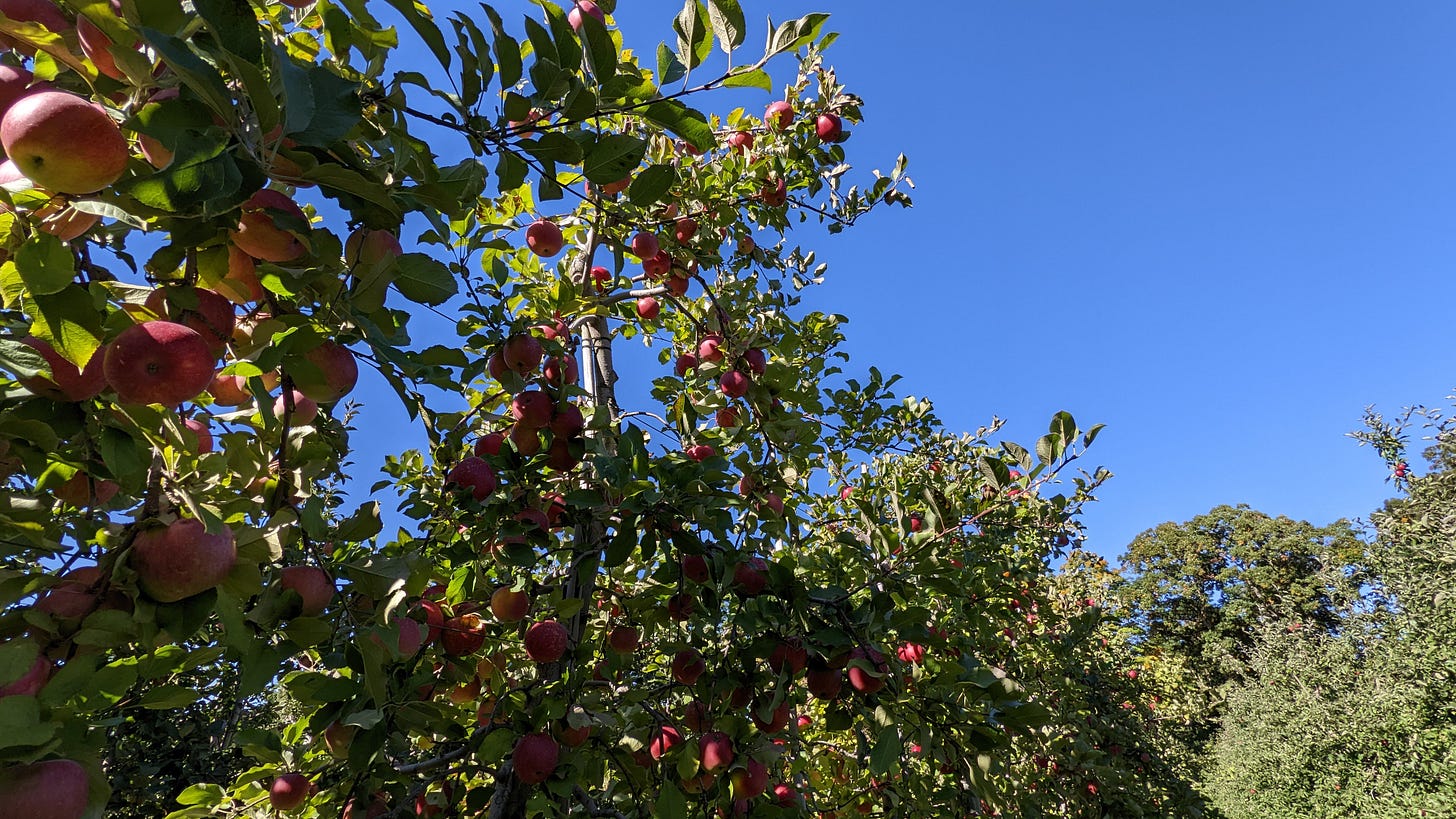 Photograph of apple trees against a blue sky
