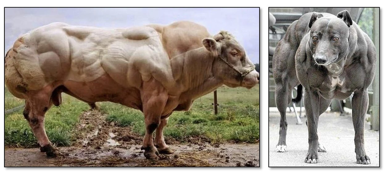 A cow standing in mud and a cow standing in mud

AI-generated content may be incorrect.