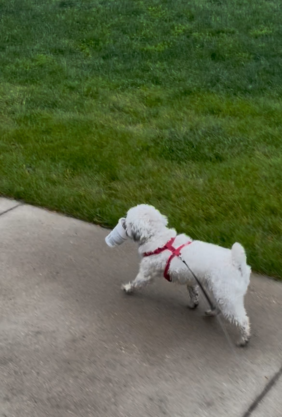 Dr. Dave's dog, Oliver, carrying a paper cup in his mouth as he is out for a walk Dr. Dave's dog, Oliver, carrying a paper cup in his mouth as he is out for a walk