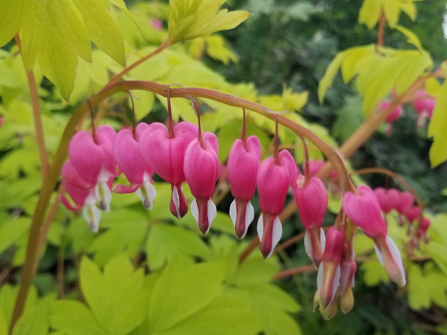 Pink and white Bleeding Heart flowers dangle from a stem. Light green leaves surround them.